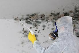 Why You Should Choose Our Mold Remediation Services in West Kittanning, PA